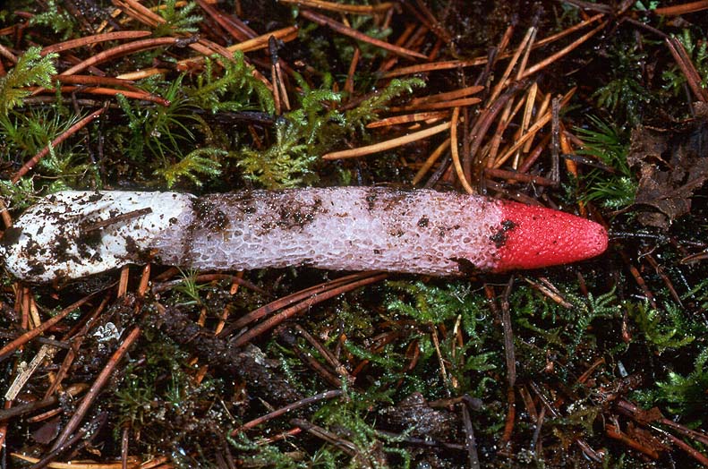Mutinus caninus